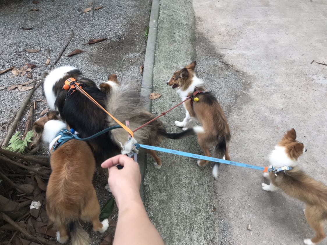 五条狗一辆小鹏,简称